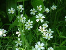 Stellaria holosteaGrote muur bestellen